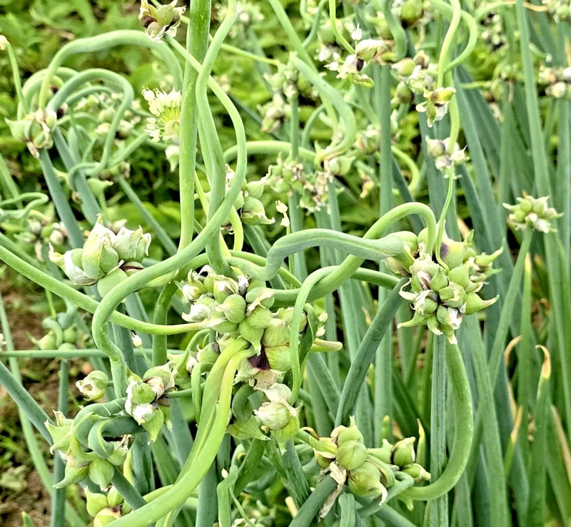 50 Egyptian Walking Onion Top Sets - Perennial Multiplier Tree Onion Bulbs - Image 1