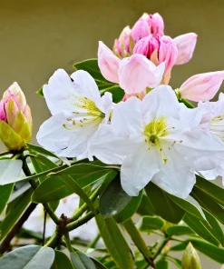 50 Fortune Rhododendron Fortunei Flower Seeds - Pink Mauve White - Image 2