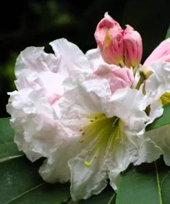 50 Fortune Rhododendron Fortunei Flower Seeds - Pink Mauve White - Image 3