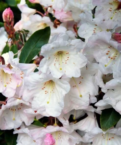 50 Fortune Rhododendron Fortunei Flower Seeds - Pink Mauve White - Image 4