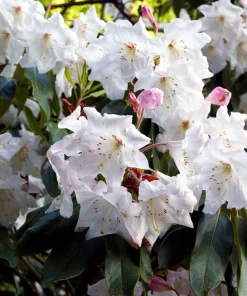 50 Fortune Rhododendron Fortunei Flower Seeds - Pink Mauve White - Image 5