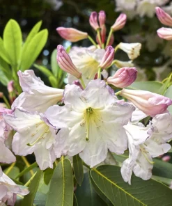 50 Fortune Rhododendron Fortunei Flower Seeds - Pink Mauve White - Image 6