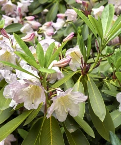 50 Fortune Rhododendron Fortunei Flower Seeds - Pink Mauve White - Image 7