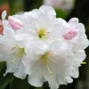 50 Fortune Rhododendron Fortunei Flower Seeds - Pink Mauve White - Image 1