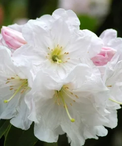 50 Fortune Rhododendron Fortunei Flower Seeds - Pink Mauve White - Image 1