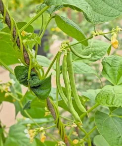 50 French Blue Lake Pole Bean Seeds - Phaseolus Vulgaris Vegetable Seeds - Image 10