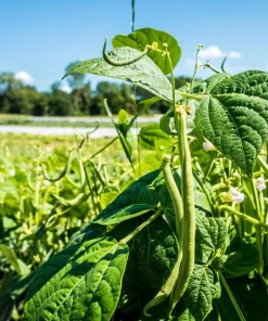 50 French Blue Lake Pole Bean Seeds - Phaseolus Vulgaris Vegetable Seeds - Image 2