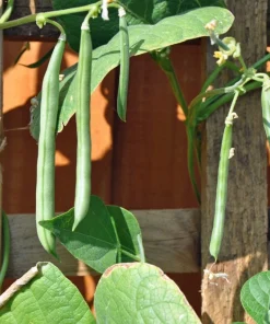 50 French Blue Lake Pole Bean Seeds - Phaseolus Vulgaris Vegetable Seeds - Image 3