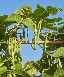 50 French Blue Lake Pole Bean Seeds - Phaseolus Vulgaris Vegetable Seeds - Image 4