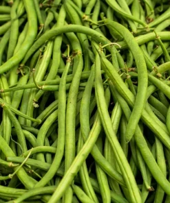 50 French Blue Lake Pole Bean Seeds - Phaseolus Vulgaris Vegetable Seeds - Image 5