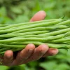 50 French Blue Lake Pole Bean Seeds - Phaseolus Vulgaris Vegetable Seeds - Image 1