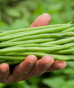 50 French Blue Lake Pole Bean Seeds - Phaseolus Vulgaris Vegetable Seeds - Image 1