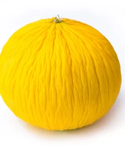 50 Golden Beauty Casaba Melon Seeds - Sweet, Creamy Fruit - Image 3