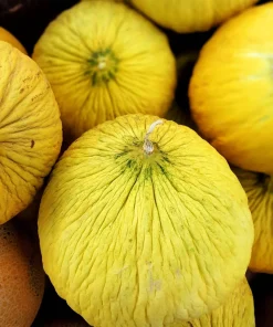 50 Golden Beauty Casaba Melon Seeds - Sweet, Creamy Fruit - Image 6