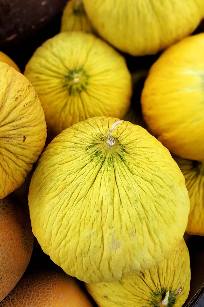 50 Golden Beauty Casaba Melon Seeds - Sweet, Creamy Fruit - Image 6
