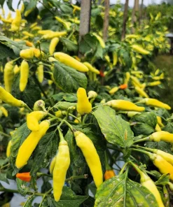 50 Golden Cayenne Pepper Hot Yellow Vegetable Seeds - Capsicum Annuum - Image 4