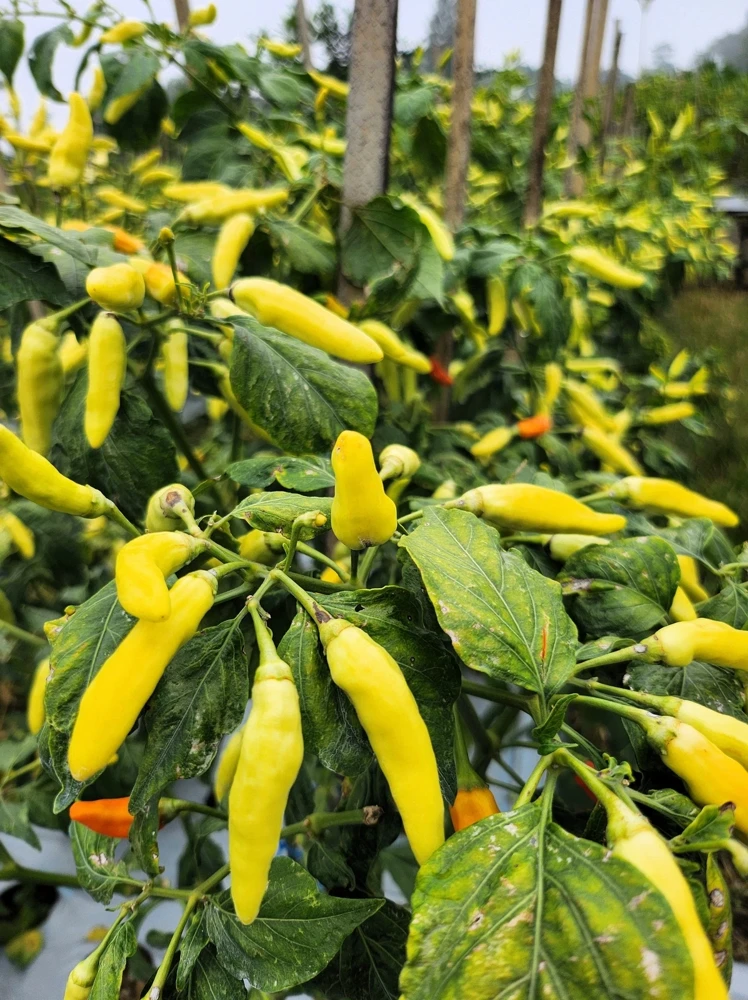 50 Golden Cayenne Pepper Hot Yellow Vegetable Seeds - Capsicum Annuum - Image 4