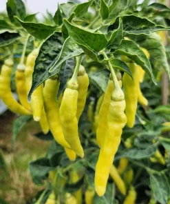 50 Golden Cayenne Pepper Hot Yellow Vegetable Seeds - Capsicum Annuum - Image 5