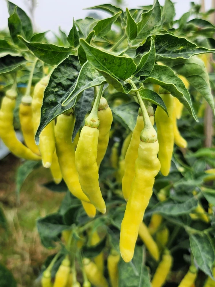 50 Golden Cayenne Pepper Hot Yellow Vegetable Seeds - Capsicum Annuum - Image 5