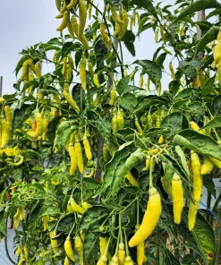 50 Golden Cayenne Pepper Hot Yellow Vegetable Seeds - Capsicum Annuum - Image 6
