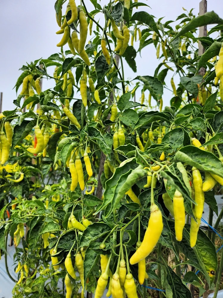 50 Golden Cayenne Pepper Hot Yellow Vegetable Seeds - Capsicum Annuum - Image 6