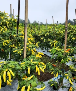 50 Golden Cayenne Pepper Hot Yellow Vegetable Seeds - Capsicum Annuum - Image 7