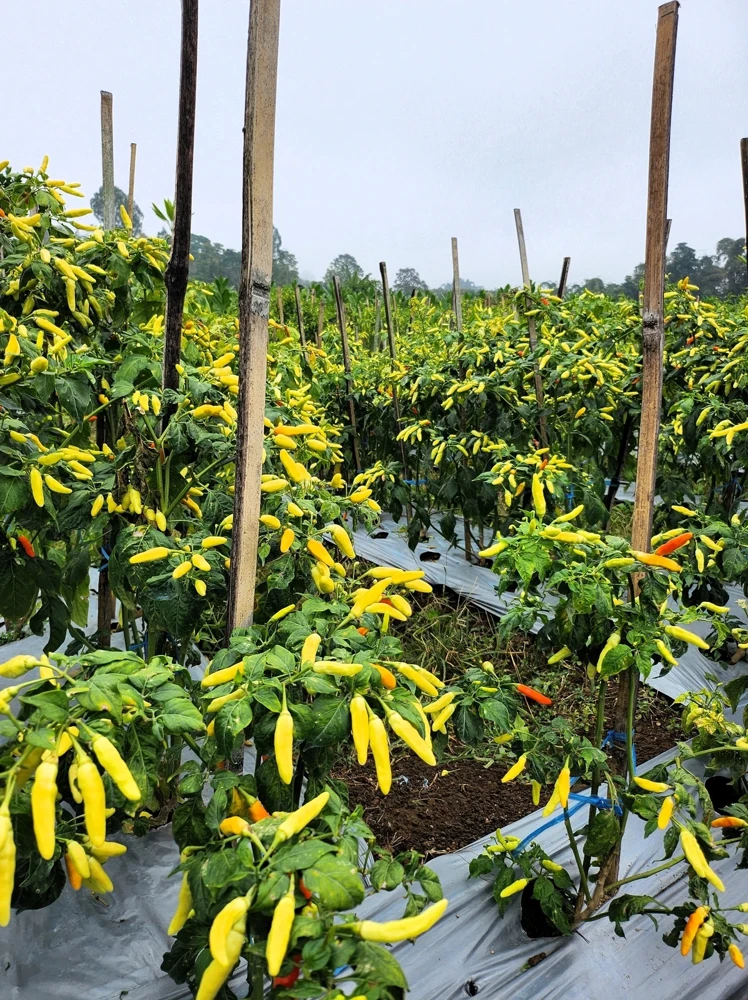 50 Golden Cayenne Pepper Hot Yellow Vegetable Seeds - Capsicum Annuum - Image 7