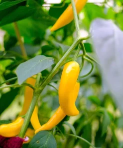 50 Golden Cayenne Pepper Hot Yellow Vegetable Seeds - Capsicum Annuum - Image 8