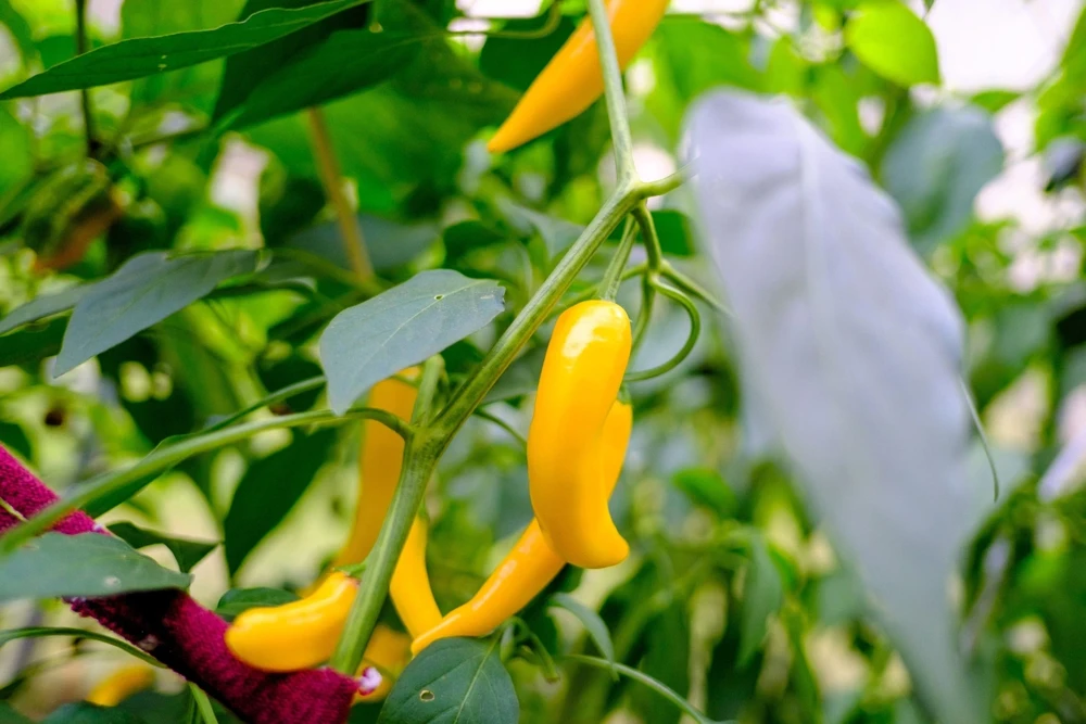 50 Golden Cayenne Pepper Hot Yellow Vegetable Seeds - Capsicum Annuum - Image 8