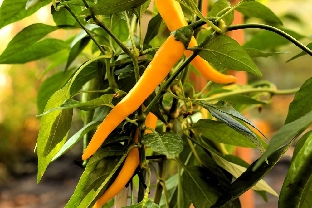 50 Golden Cayenne Pepper Hot Yellow Vegetable Seeds - Capsicum Annuum - Image 9