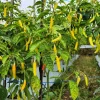 50 Golden Cayenne Pepper Hot Yellow Vegetable Seeds - Capsicum Annuum - Image 1