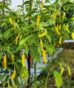 50 Golden Cayenne Pepper Hot Yellow Vegetable Seeds - Capsicum Annuum - Image 1