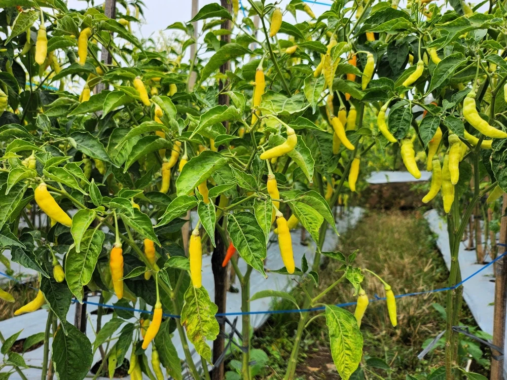 50 Golden Cayenne Pepper Hot Yellow Vegetable Seeds - Capsicum Annuum - Image 1