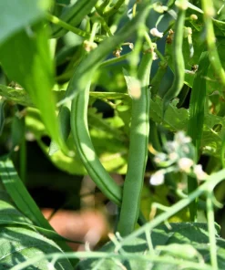 50 Greencrop Green Bean Seeds - Phaseolus Vulgaris Vegetable Seeds - Image 2