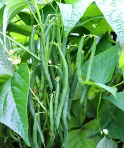 50 Greencrop Green Bean Seeds - Phaseolus Vulgaris Vegetable Seeds - Image 3
