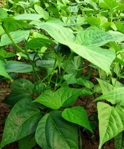 50 Greencrop Green Bean Seeds - Phaseolus Vulgaris Vegetable Seeds - Image 4