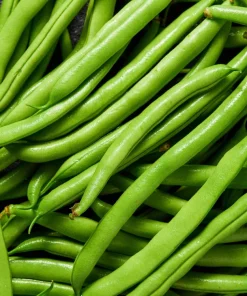 50 Greencrop Green Bean Seeds - Phaseolus Vulgaris Vegetable Seeds - Image 5