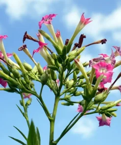 50+ Havanna Gold Tobacco Herb Seeds - Non-GMO, Fast Grow, USA Grown - Image 2