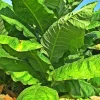 50+ Havanna Gold Tobacco Herb Seeds - Non-GMO, Fast Grow, USA Grown - Image 1
