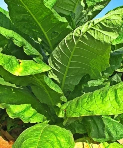 50+ Havanna Gold Tobacco Herb Seeds - Non-GMO, Fast Grow, USA Grown - Image 1