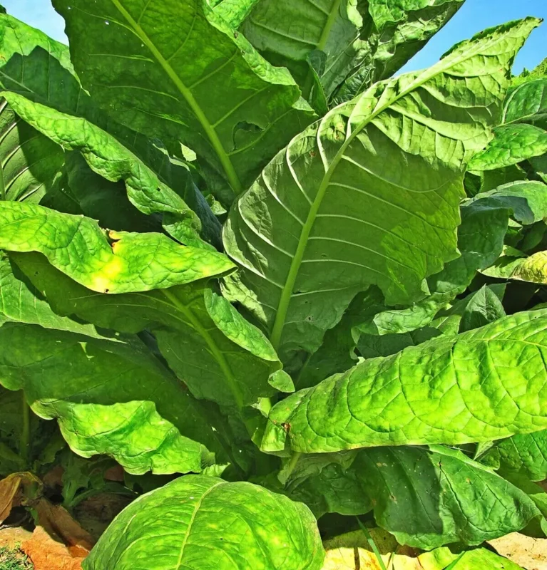 50+ Havanna Gold Tobacco Herb Seeds - Non-GMO, Fast Grow, USA Grown - Image 1