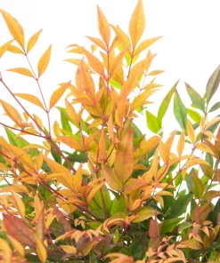 50 Heavenly Bamboo Nandina Domestica Seeds - Pink Red Sun Shade Shrub - Image 10