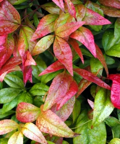 50 Heavenly Bamboo Nandina Domestica Seeds - Pink Red Sun Shade Shrub - Image 2