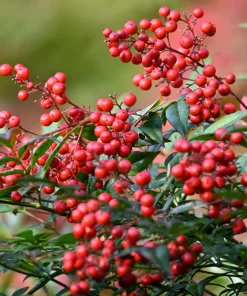 50 Heavenly Bamboo Nandina Domestica Seeds - Pink Red Sun Shade Shrub - Image 3