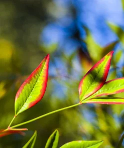 50 Heavenly Bamboo Nandina Domestica Seeds - Pink Red Sun Shade Shrub - Image 5