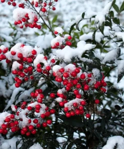 50 Heavenly Bamboo Nandina Domestica Seeds - Pink Red Sun Shade Shrub - Image 6