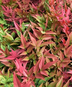 50 Heavenly Bamboo Nandina Domestica Seeds - Pink Red Sun Shade Shrub - Image 7