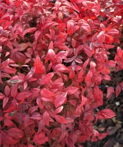 50 Heavenly Bamboo Nandina Domestica Seeds - Pink Red Sun Shade Shrub - Image 8
