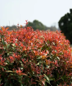 50 Heavenly Bamboo Nandina Domestica Seeds - Pink Red Sun Shade Shrub - Image 9