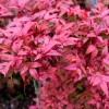 50 Heavenly Bamboo Nandina Domestica Seeds - Pink Red Sun Shade Shrub - Image 1